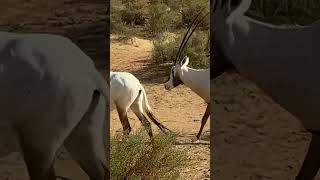 Dubai Desert Conservation Reserve | Al Maha (Arabian Oryx) is a medium-sized antelope in the desert.