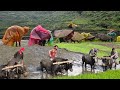 Life in the Himalayas Paddy Planting in Heavy Monsoon Rain Ancient Village Farming Tradition#paddy