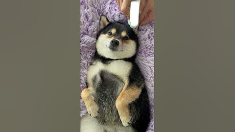 How to massage a dog 🐕😍 #shorts #trending