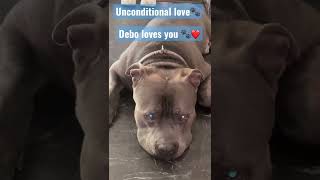 No Love Like A Staffies Love