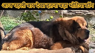 उत्तराखंड का सबसे बड़ा डॉग फार्म || Top Quality Bhotia Dog || Pahadi lifestyle vlog || उत्तराखंड