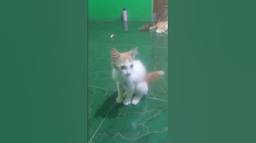 kucing lucu #comedy #kucinganggoralucudanimut #cat #kucinglucubandung #kucing #kucingbelangtiga#lucu