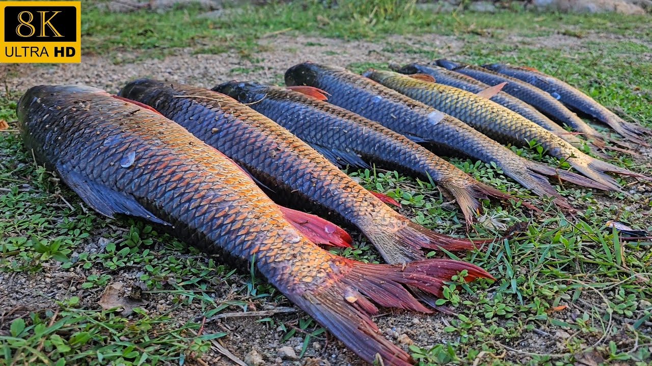 Gucha Gal Fishing Techniques: The Art of Catching Legends