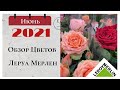 Обзор Цветов в Леруа Мерлен июнь 2021 г.  @ereminafom   Leroy Merlin