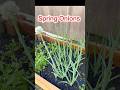 Growing Spring Onions at Home #trending #garden #gardening #viral #shorts #youtubeshorts #spring