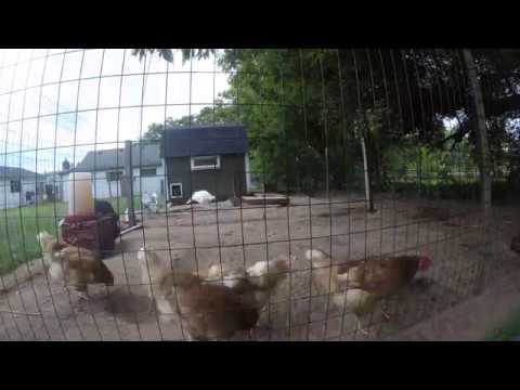 How Chickens and Turkeys acted during the (partial 80%) eclipse