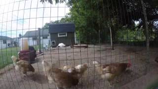 How Chickens and Turkeys acted during the (partial 80%) eclipse