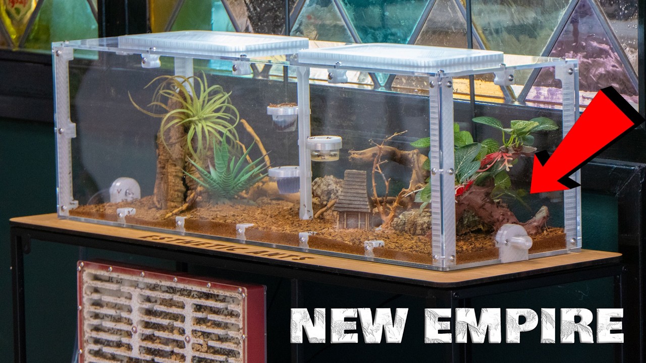 The Red Scorpion Ants Just Got a MASSIVE Upgrade!