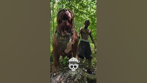 “POWER OF PITBULL TRANSFORMATION 💀 #trollface #animals #trolledit #dog #shorts