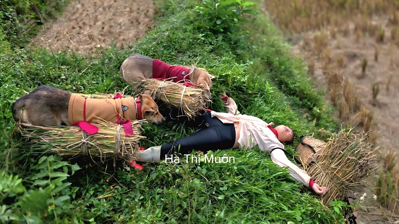 Vietnamese girl with her dog uses rice roots for compost to grow fresh vegetables