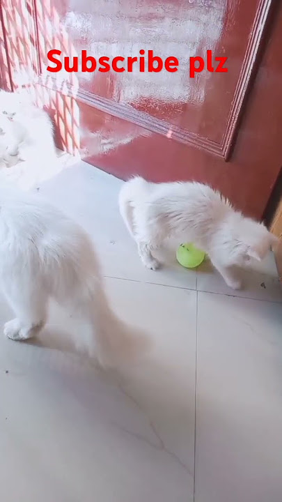 cats videos short