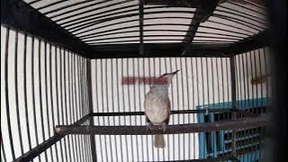 BURUNG KECIAL KOMBO CUCAK KOMBO GACOR ROLL VARIASI || COCOK UNTUK MASTERAN BURUNG MUDA