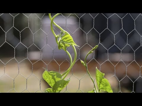 Video: Planta de interior de enredadera de castaño - Cómo cultivar enredaderas de castaño Tetrastigma