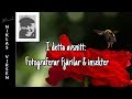 Makrofotografering -  fjärilar & insekter