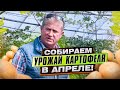 Михаил Павливский - собрать урожай картофеля в апреле легко!