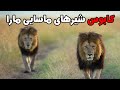 داستان لیپستیک و بلکی و تقابل با شیرهای افسانه ای آفریقا Lipstick Blackie داستان لیپستیک و بلکی و تقابل با شیرهای افسانه ای آفریقا Lipstick Blackie