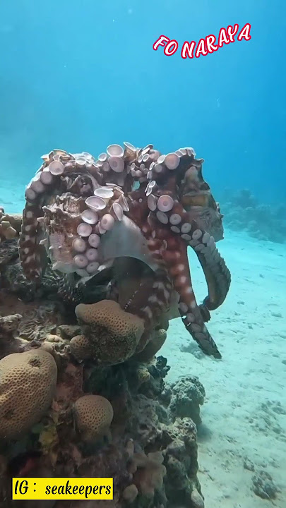 Gurita Betina Makan Jantan #shorts #animals #sea #octopus #gurita #viral #infonaraya #hewanlaut