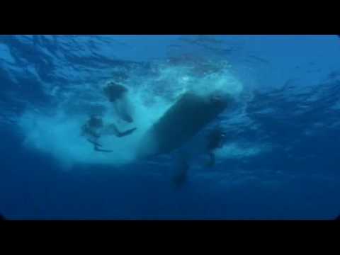 Video: Redning Af Skildpadder I Akumal Bay - Matador Network