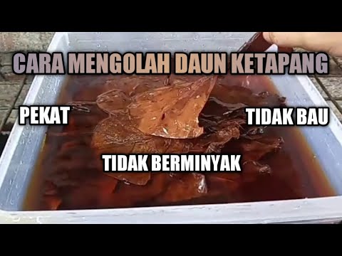 Membuat Daun Ketapang Untuk Cupang