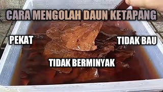 How to Process Ketapang Leaves So They're Oil-Free, Odor-Free, and Thick for Fish