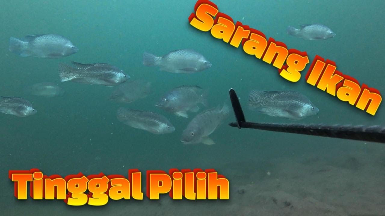 Panen 30 kilo Nila Babon Danau Toba! Spearfishing Paling Gila