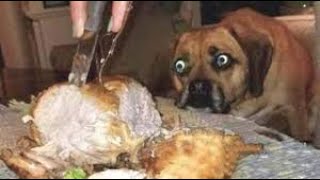 Funny cats and dogs video #8 😂
