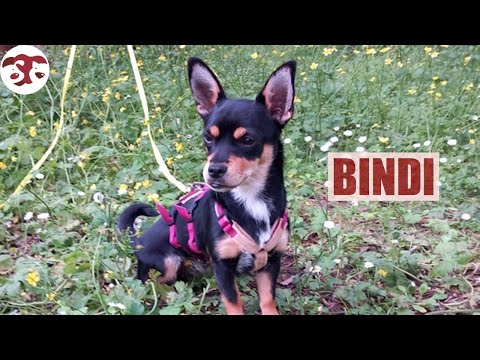 Bindi - Klein, quirlig - sucht ihre Menschen