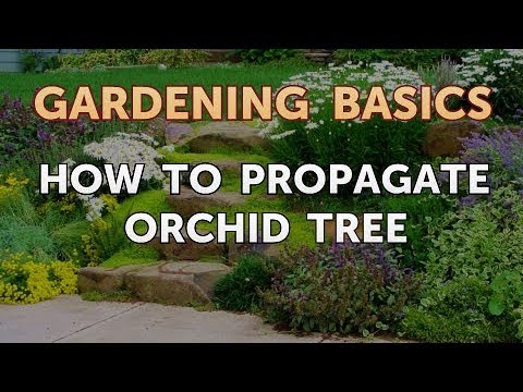 Video: Pokok Orkid Anacacho - Cara Menanam Pokok Orkid