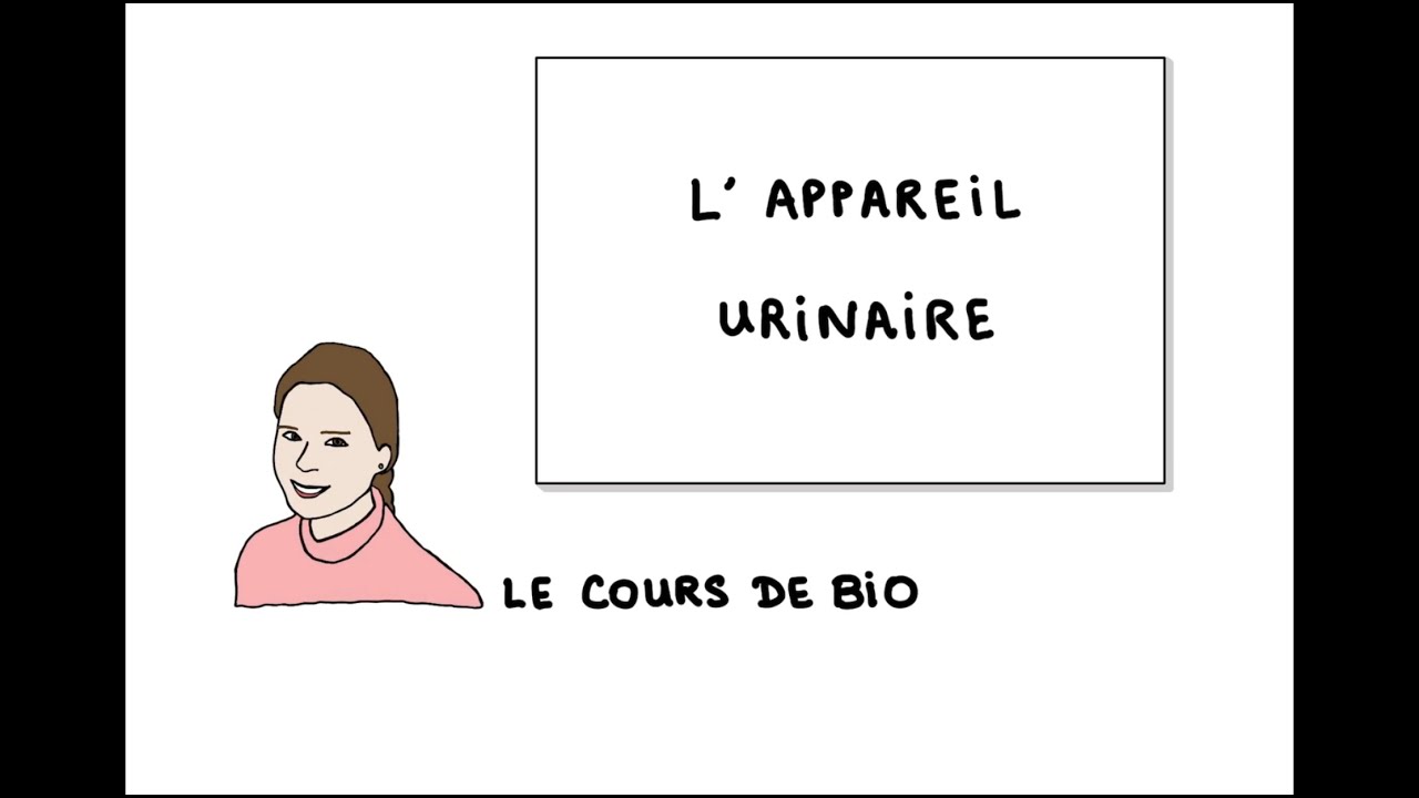 Appareil urinaire : anatomie et physiologie