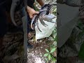Huge Coconut Crab