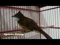 Pancingan Cucak Jenggot Betina Agar Cucak Jenggot Lain Ikut Gacor Mp3 - Mp4 Download