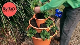 Don Burke shows how to make a plastic terracotta tower to grow your very own strawberries in. Find the full fact sheet here: http://