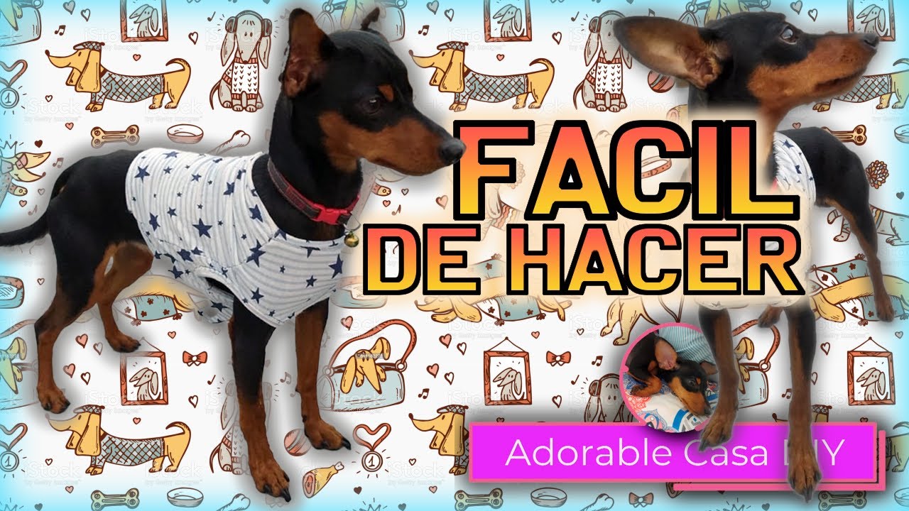 diente carrera Quejar 🐶 COMO HACER una CAMISA para PERRO PEQUEÑO CON MOLDES FACIL | Pinscher  miniatura Chihuahua - YouTube