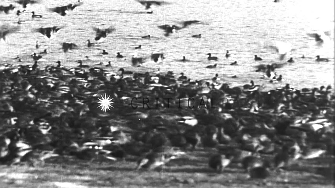 A wealthy man supplies food for ducks at Lake Washington in Seattle, Washington. HD Stock Footage