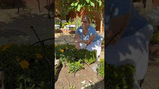 Garden solution for supporting plants. #gardentips #gardendesignideas #gardenplantsupports #garden