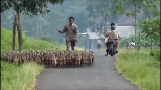 INSTRUMENTAL MEH RAHINO RELAKSASI ALAM DAN FIKIRAN