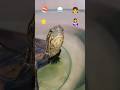 これはな～んだ？🐢✨#short#亀#ウンキュウ#かめ#動物#動画#ペット#推し#流行る#バズる#ウケる#面白い#爆笑#人気#大人気#turtle#爬虫類#クイズ#問題#絵文字#楽しい#絵#星#女子
