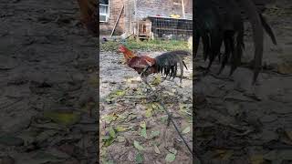 Gallo peruano 1/4 Asil #gallos #peruano #asil #peruvian #peruvianfolk #canelo
