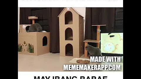 Video 11788881: british shorthair, feeding stray cats, stray cats funny, cute stray cat, enjoys cute funny cat, cute cat grow