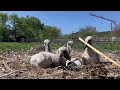 Stork chicks practicing their communication at nordens ark