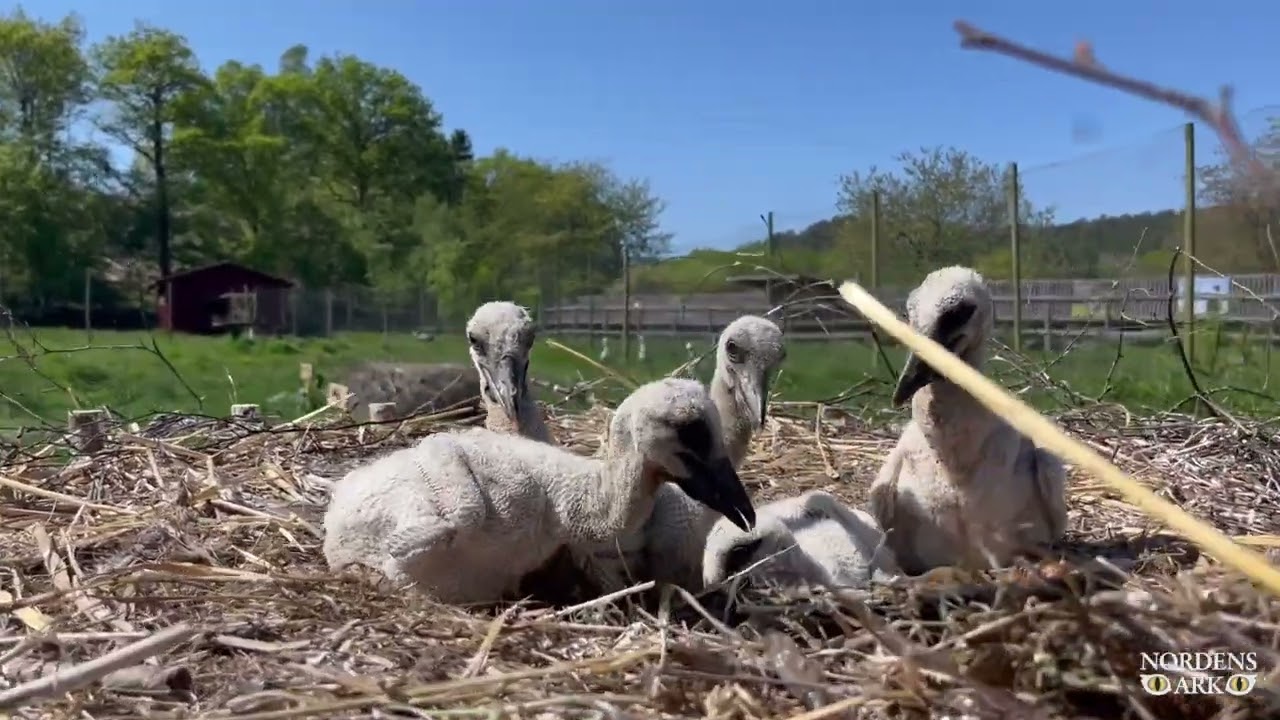 Stork chicks practicing their communication at Nordens Ark