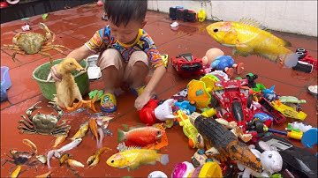 Tổng hợp video cá cảnh đẹp, Bắt con vịt , cá koi , cua quái vật , rùa , cá trê , các loại cá, tìm đồ