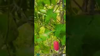 healthy and beautiful  fruits #viral #nature #fruit # ivy gourd //indu reddy herbal world