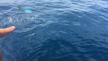 Cá Dũa cứu bạn khi bị mắc câu !!!!