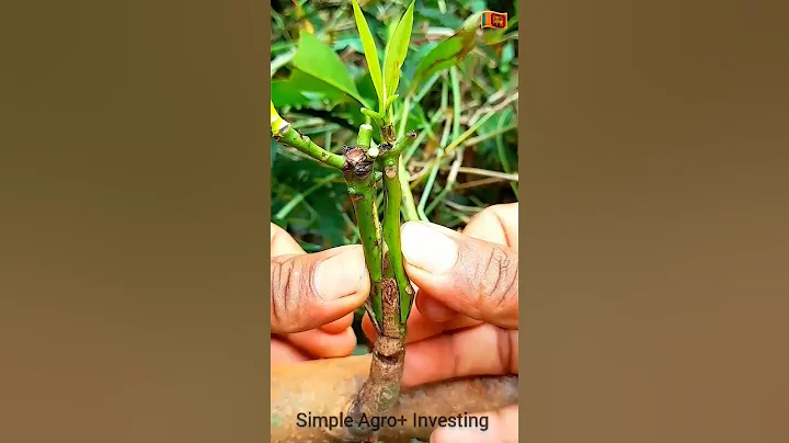 Mango🥭 Amazing dual grafting ✔ technique #satisfying #nature #garden #shorts