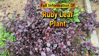 Alternanthera Dentata | Lalsa - Ruby Leaf Care And Propagation