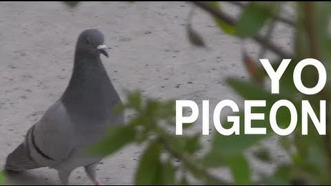 YO PIGEON