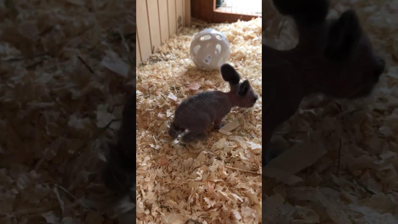 Baby peanut bunny day 16! - YouTube