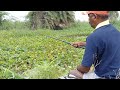 Amazing fishing video | Catching rohu fishes