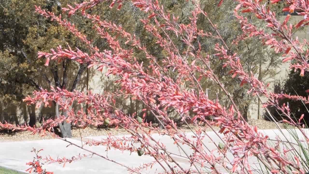Hesperaloe Parviflora